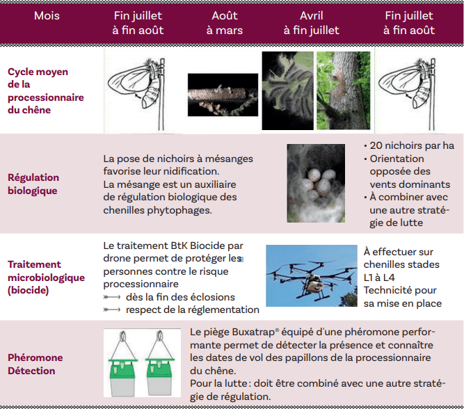 Lutte contre la chenille processionnaire du pin