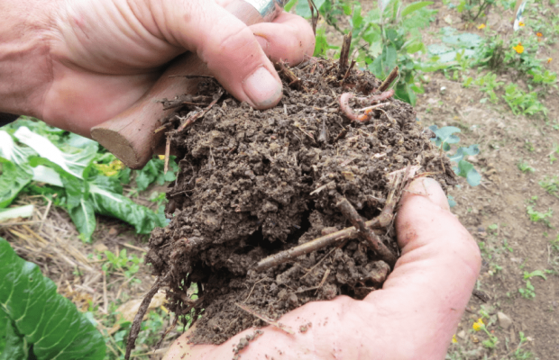 L'azote  La fertilisation des sols