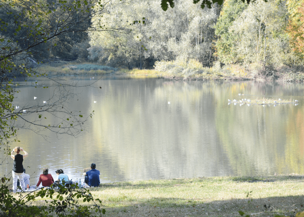 La noue de Vélizy : nettoyer les eaux de ruissellement naturellement -  Jardins de France