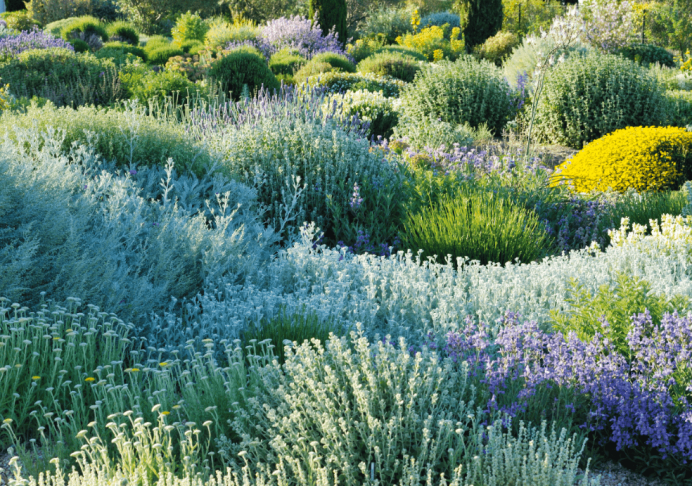 La noue de Vélizy : nettoyer les eaux de ruissellement naturellement -  Jardins de France