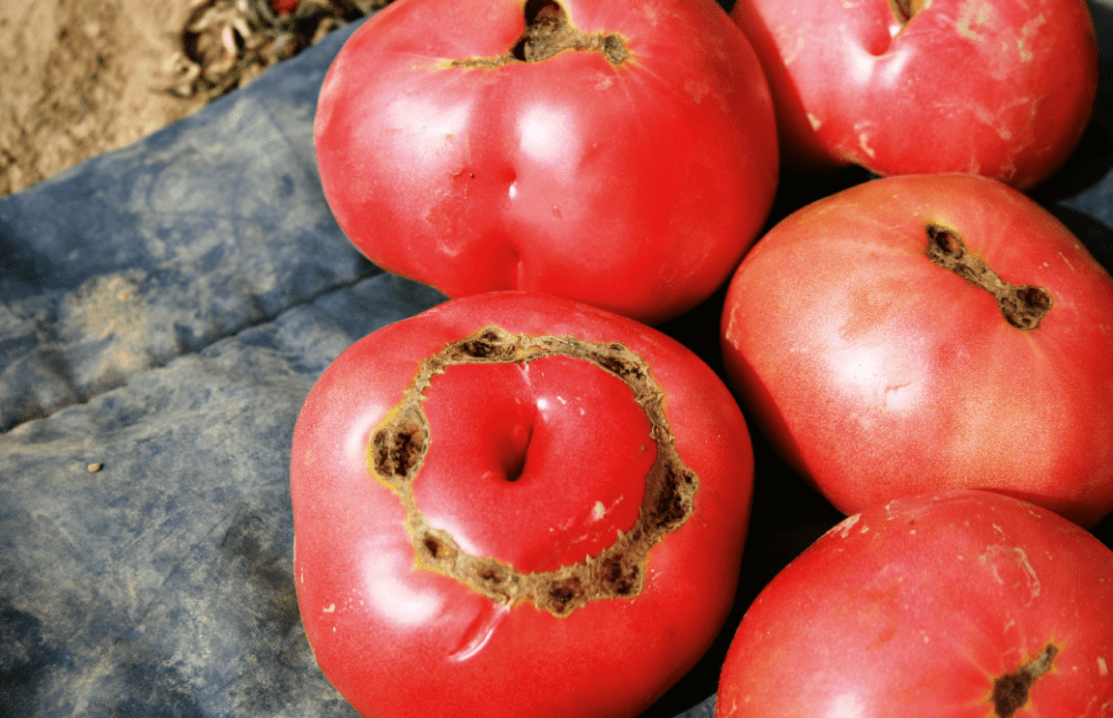 Frileuse tomate… - Jardins de France