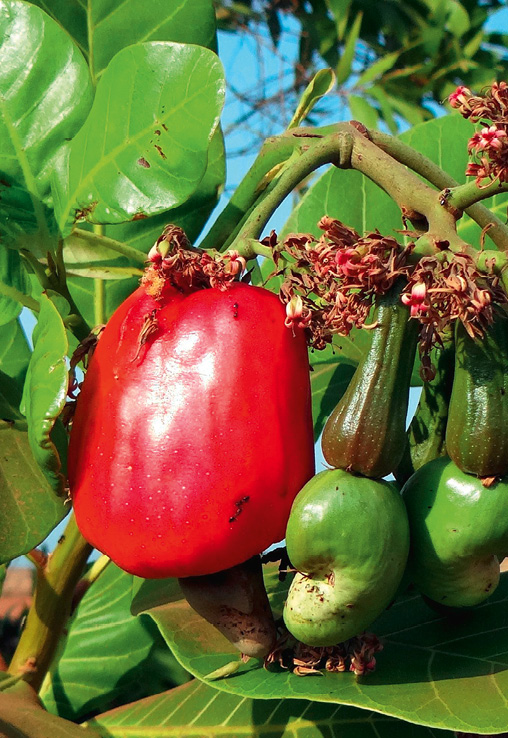 Manger les noyaux de certains fruits peut être mortel - Marie Claire