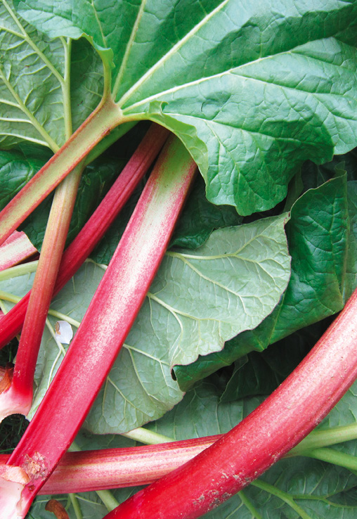 Noyaux de fruits : attention au risque d'empoisonnement avec le