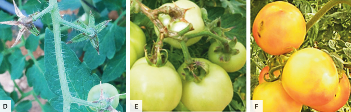 Le virus de la tomate : Un danger réel pour votre jardin