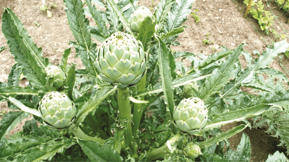 Multiplication de l'artichaut : bouturage ou semis ? - Jardins de France