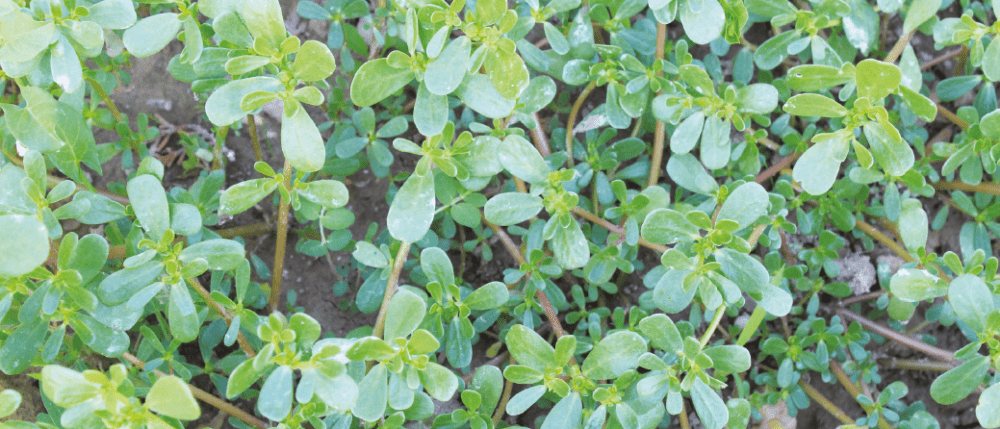 Mauvaises herbes et herbes folles : la santé au fond du jardin