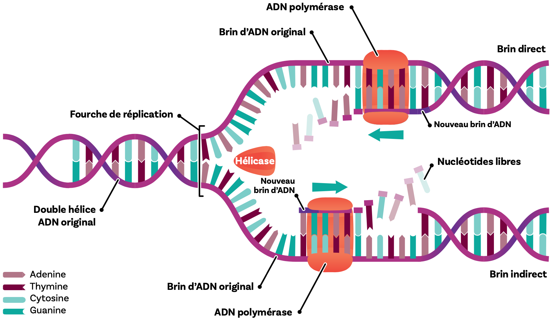 Реплисома. Механизм ADN. ADN реакции. Русские ADN.