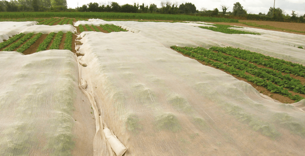 Filet de protection contre les insectes pour plantes potagères de