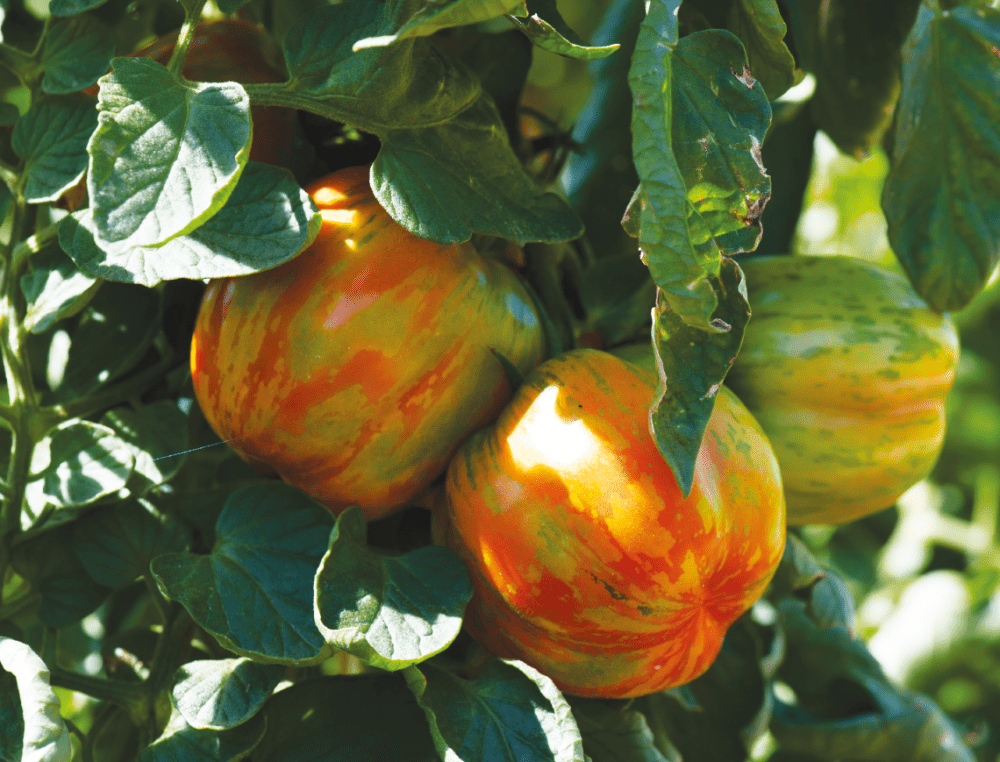 Pénurie de tomates : que se passe t-il ? - Polynésie la 1ère