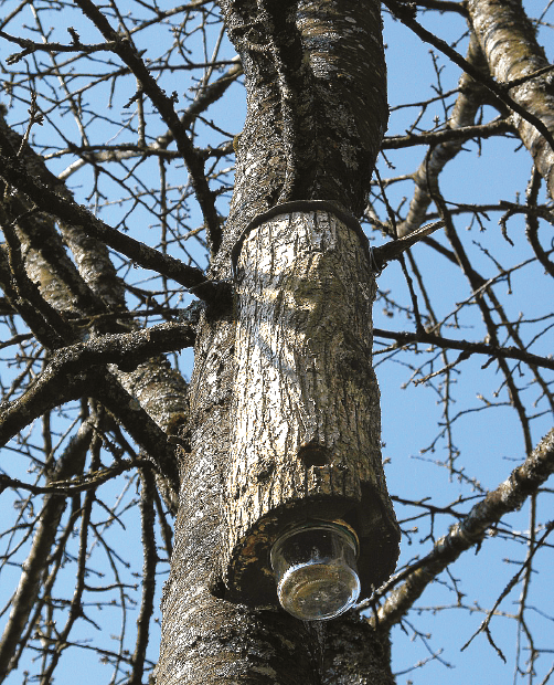 Gîte à chauves-souris en béton de bois