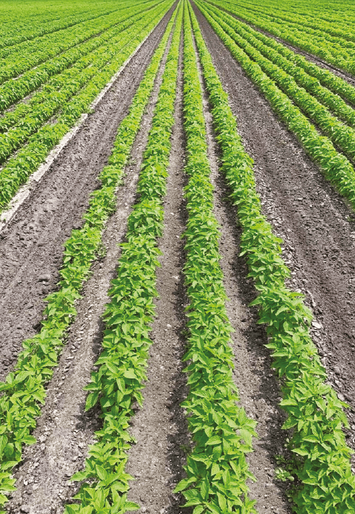 Graine de chia (Salvia hispanica), riche en Oméga-3 : plantation