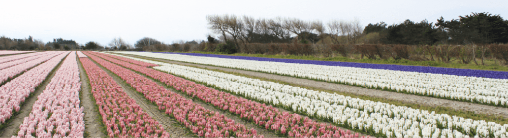 Champs de jacinthes