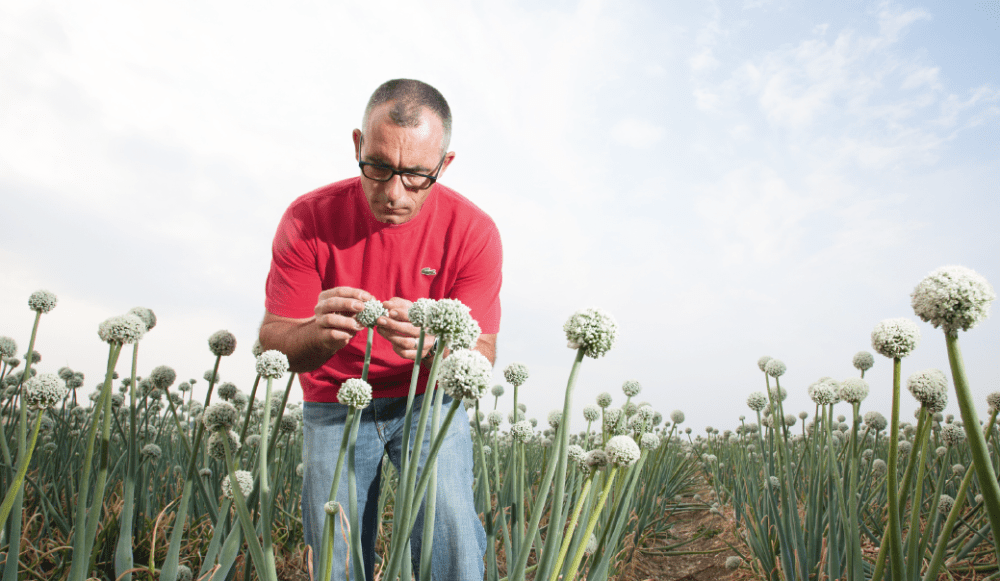 Agriculteur et ses champs d'oignons