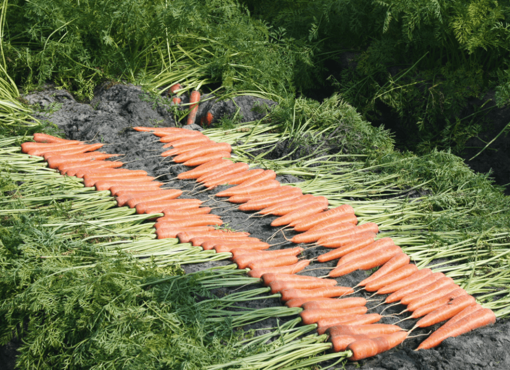 Variété hybride F1