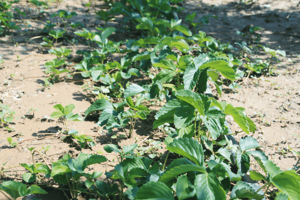 Production de stolons du fraisier