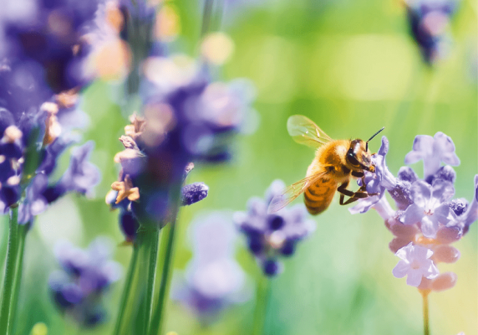 La pollinisation, clé de la floraison et de la fructification, compte sur les insectes pollinisateurs © A. Meyer - Pixabay