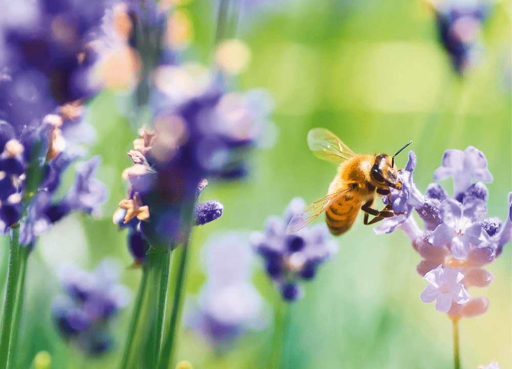 La pollinisation, clé de la floraison et de la fructification, compte sur les insectes pollinisateurs © A. Meyer - Pixabay