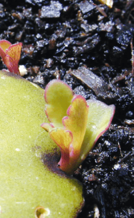 Kalanchoe pinnata