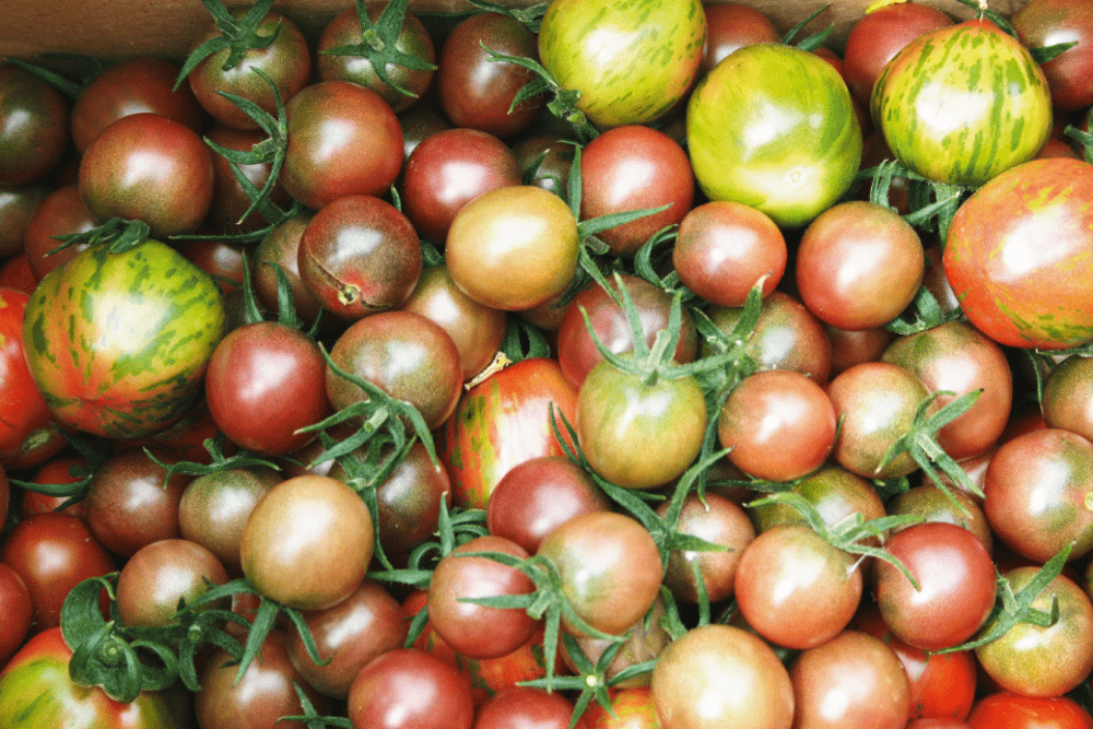 Forme et couleur de la tomate