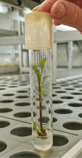Plant de dahlia vitro