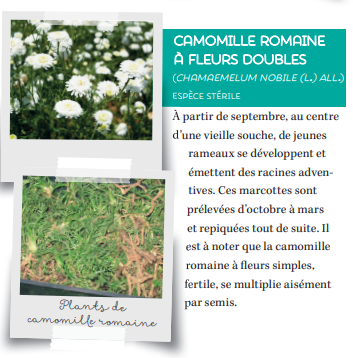 Fiche produit camomille romaine à fleurs