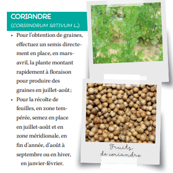 Fiche produit coriandre