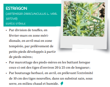 Fiche produit estragon