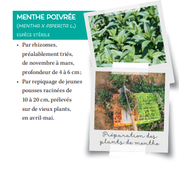 Fiche produit menthe poivrée