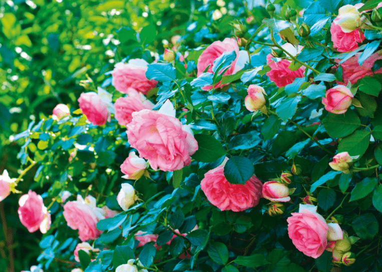 Une carence modérée en azote favorise une floraison plus précoce. Temporaire, elle peut être intéressante, pour favoriser la ramification à la reprise des apports d’azote, par exemple sur rosier © congerdesign - Pixabay