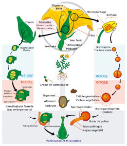 Cycle de vie d'une angiosperme