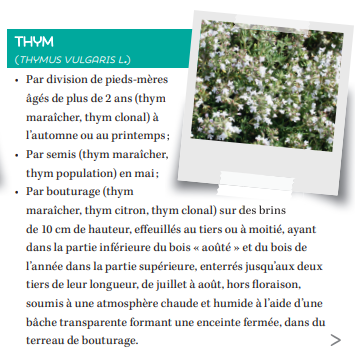 Fiche produit thym