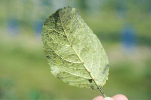 Taches de tavelure sur feuille de pommier © Inrae / Didelot Frédérique