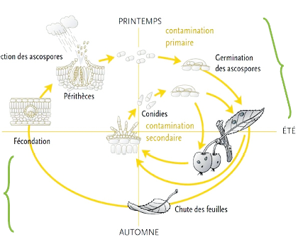 Schéma de fonctionnement du projet Enfin! conçu par l'Inrae et le STIFL, qui devrait permettre de réduire fortement l'inoculation de molécules de synthèse du pommier au printemps. Source Inrae