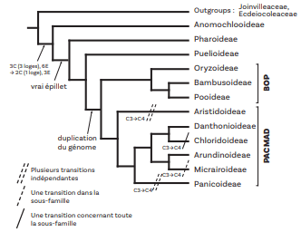 Classification des transformations morphologiques et chromosomiques au sein des Poaceae © D.R.