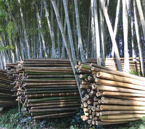 Coupe de tronçons de bambous © A. Lyonnet