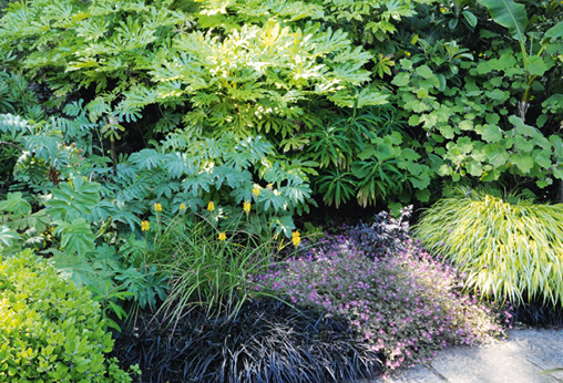 Noir, rose et jaune ! Noir c'est l'Ophiopogon nigrescens, le rose le Geranium 'Orkney Cherry' et pour le jaune, la graminée Hakonechloa macra 'Aureola' © G. Jean