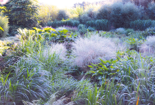 Au centre, le magnifique Miscanthus variegata planté il y a vingt ans ! © G. Jean