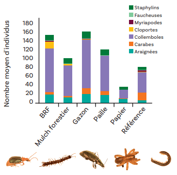 Figure n° 2 : Les muchs secs favorisent la présence de collemboles et de cloportes. Les histogrammes représentent les abondances en araignées, carabes, collemboles, cloportes, myriapodes, faucheuses et staphylins. Les photographies situées sous le graphique illustrent ces différents clades.