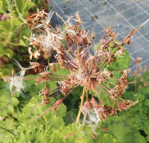 Pelargonium zonale, espèce botanique en graine.