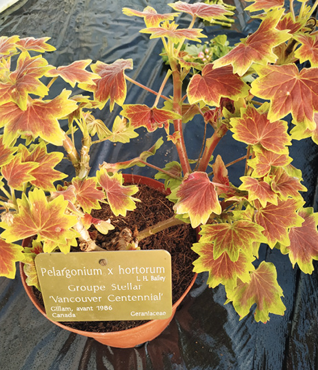 Exemple de bouture : Un Pelargonium stellar 'Vancouver centennial' à partir duquel un bouturage va être réalisé © L. Vialle