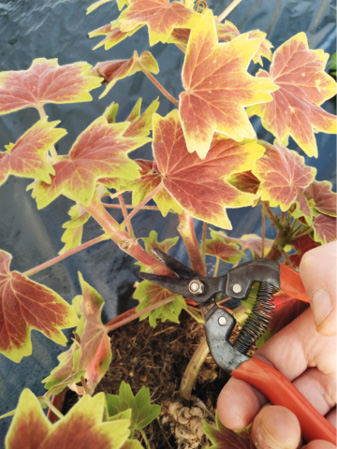 Tout d'abord, on prélève une bouture sur la plante © L. Vialle