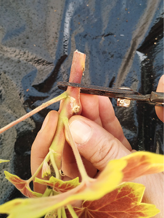 Pour le bouturage, des pélargoniums, on coupera sous un nœud © L. Vialle