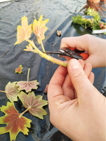 Habillage de la bouture: on enlève le surplus de feuilles, les stipules et les boutons floraux © L. Vialle