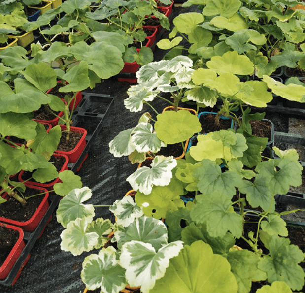 Le bouturage des pélargoniums est aisé: on obtient de belles jeunes plantes © L. Vialle