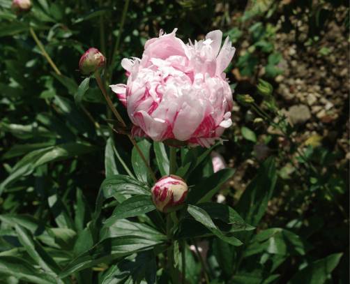 Paeonia lactiflora ‘Sarah_Bernhardt’ très parfumée, divine en bouquets, rose argenté, est une merveille de variété ancienne encore cultivée de nos jours © J. Joly