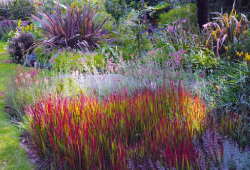 Beauté et durabilité pour l'Imperata cylindrica 'Red Baron', planté il a vingt quatre ans !