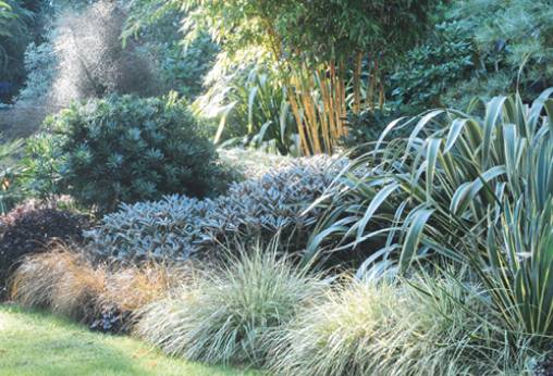 Une bordure de plantes cousines finit bien l'allée, ici des Carex buchananii et des Carex oshimensis 'Evergold'