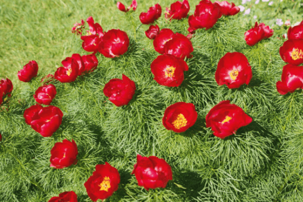 4. Paeonia Itoh 'Scarlet Heaven’ et Paeonia tenuifolia illustrent toutes deux à merveille l’expression « Rouge comme une pivoine » © J. Joly