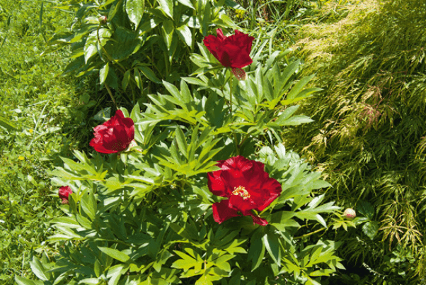 3. Paeonia Itoh 'Scarlet Heaven’ et Paeonia tenuifolia illustrent toutes deux à merveille l’expression « Rouge comme une pivoine » © J. Joly