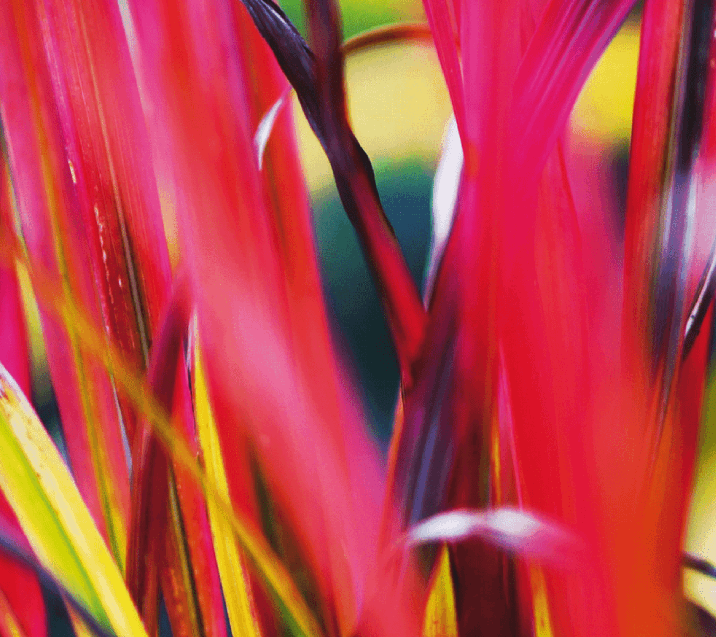 Imperata cylindrica rubra 'Red Baron', aussi appelée Japanese Blood Grass, présente des feuilles rouges © Marina - Adobe Stock